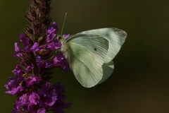 Liten kålsommerfugl (Pieris rapae)