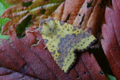 Fiolettbåndet gulfly (Xanthia togata)