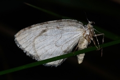 Grå einerbarmåler (Thera juniperata)