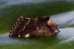 Høstspinner (Poecilocampa populi)