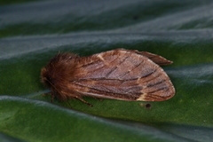 Fjærtannspinner (Ptilophora plumigera)