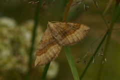 Brun bakkemåler (Scotopteryx chenopodiata)