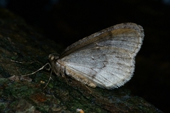 Fjellbjørkemåler (Epirrita autumnata)