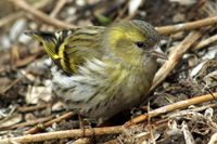 Grønnsisik (Carduelis spinus)