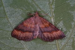 Brun bakkemåler (Scotopteryx chenopodiata)