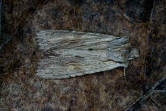 Brunt kappefly (Lithophane socia)