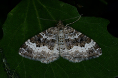 Grå mauremåler (Epirrhoe alternata)