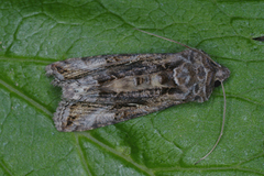 Gammafly (Autographa gamma)