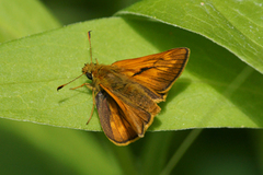 Engsmyger (Ochlodes sylvanus)