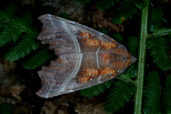 Flikfly (Scoliopteryx libatrix)