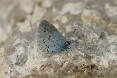 Vårblåvinge (Celastrina argiolus)