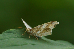 Grå buemåler (Macaria alternata)