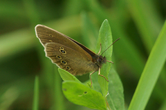 Gullringvinge (Aphantopus hyperantus)