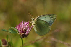 Myrgulvinge (Colias palaeno)