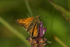 Engsmyger (Ochlodes sylvanus)