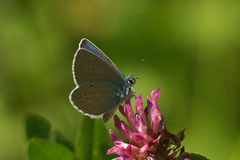 Engblåvinge (Cyaniris semiargus)