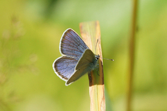 Engblåvinge (Cyaniris semiargus)