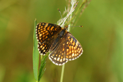 Marimjellerutevinge (Melitaea athalia)