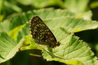 Marimjellerutevinge (Melitaea athalia)