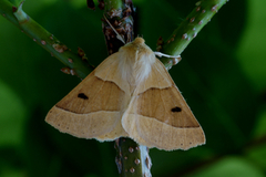 Bølgemåler (Crocallis elinguaria)