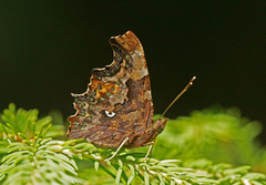 Hvit c (Polygonia c-album)