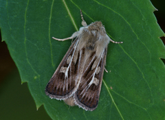 Gressmarkfly (Cerapteryx graminis)