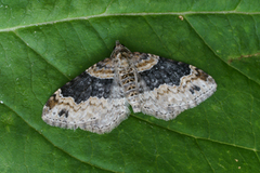 Flekkbåndmåler (Xanthorhoe ferrugata)