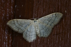 Vinkelengmåler (Idaea aversata)