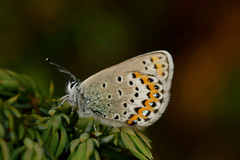 Argusblåvinge (Plebejus argus)