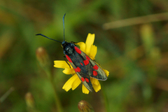 Seksflekket bloddråpesvermer (Zygaena filipendulae)