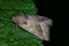 Brunt stengelfly (Hydraecia micacea)