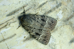 Rødt pyramidefly (Amphipyra pyramidea)