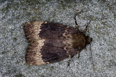 Tofarget pyramidefly (Amphipyra perflua)