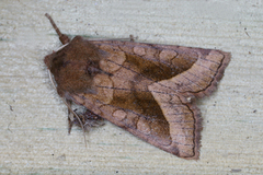 Brunt stengelfly (Hydraecia micacea)