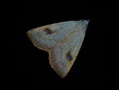 Gult nebbfly (Rivula sericealis)