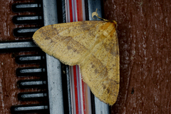 Gul frostmåler (Agriopis aurantiaria)