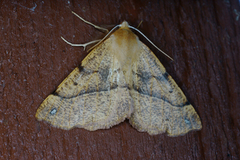 Spinnermåler (Colotois pennaria)