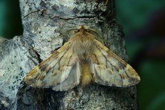 Fjærtannspinner (Ptilophora plumigera)