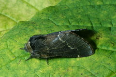 Høstspinner (Poecilocampa populi)