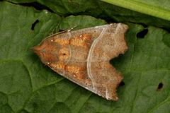 Flikfly (Scoliopteryx libatrix)