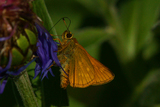 Engsmyger (Ochlodes sylvanus)