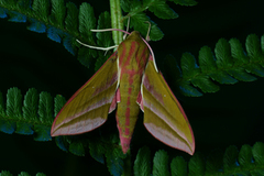 Stor snabelsvermer (Deilephila elpenor)