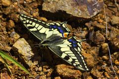 Svalestjert (Papilio machaon)