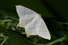 Stjertmåler (Ourapteryx sambucaria)