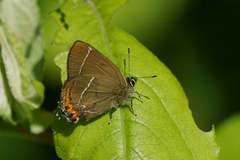 Almestjertvinge (Satyrium w-album)