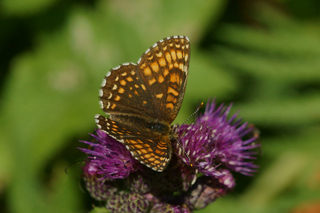 Mørk rutevinge (Melitaea diamina)