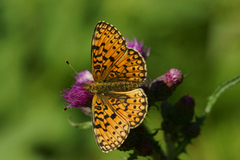 Brunflekket perlemorvinge (Boloria selene)