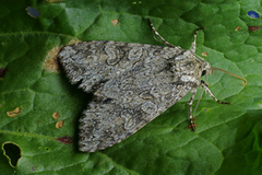 Grått hakefly (Polia nebulosa)