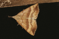 Neslenebbfly (Hypena proboscidalis)