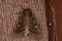 Hagelundfly (Lacanobia oleracea)